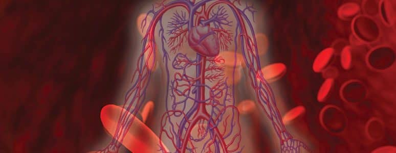 תמונה של כלי דם